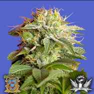 Sweet Seeds Green Poison Fast Version